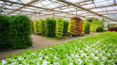 以三個(gè)突出促進(jìn)蔬菜產(chǎn)業(yè)融合發(fā)展農(nóng)業(yè)項(xiàng)目案例