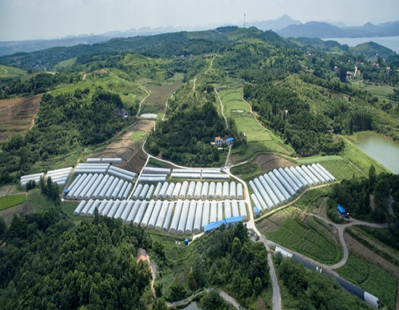 《膜連棟溫室藍(lán)莓種植方案》